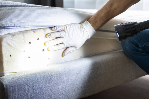 Professional Pest Control in Lavaca, AR