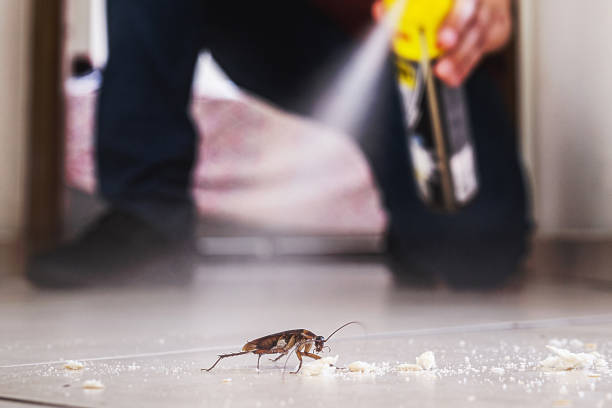 Best Local Pest Control Services  in Lavaca, AR